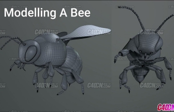 [中文字幕]C4D R25昆虫蜜蜂布线精细建模高级教程