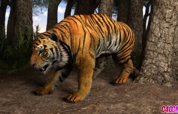 C4D作品《丛林中的老虎》