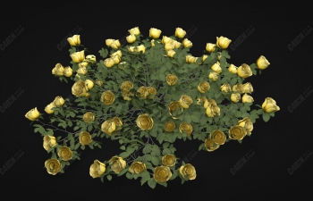 C4D模型-贴地生长的黄颜色玫瑰花丛植物花朵模型
