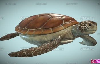 Ұ궯ģ Sea turtle