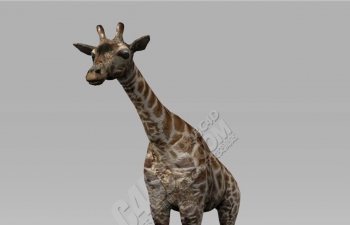 写实长颈鹿动物模型包含动画