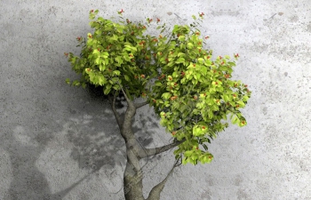 CINEMA 4D室内观赏树盆栽优质精品植物模型