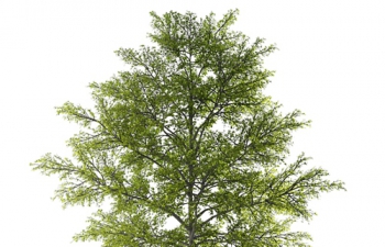 C4Dȴľֲģ subtropical tree plant model