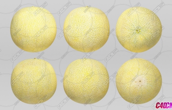ˮģ Galia Melon Fruit model