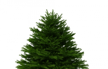 C4Dʥľģ Christmas tree pine tree model