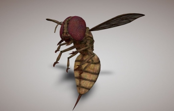 ѪƷģturbosquid - Monstrous Blood Wasp