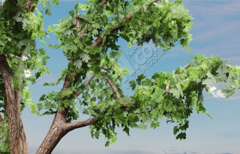 C4D老树植物模型 Simple Tree model