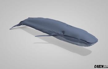 C4D蓝色鲸鱼模型