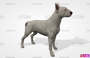 C4D斗牛犬小狗模型下载 Bull Terrier model