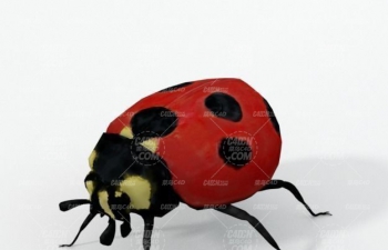 C4Dưģ Seven star ladybug insect model
