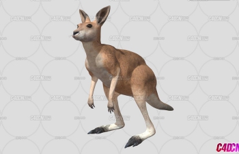 C4D󶨶ģ Kangaroo animation