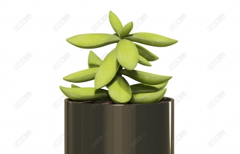 C4D칫Ҷֲģ Office plant model